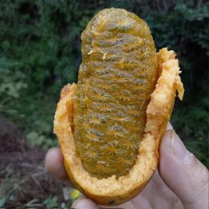 ڰ¹ˮը۹